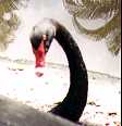 blswan1.jpg (2878 bytes)
